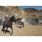 Un ejemplar de caballo losino de raza pura realiza una exhibición de sus habilidades en la localidad burgalesa de Pancorbo.-G.G.