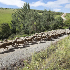 Un rebaño de ovejas transita por la Comunidad, en una imagen de archivo.-