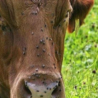 Las moscas causan enfermedades parasitarias que suponen un gran problema para los ganaderos en los meses de verano.-E.M.
