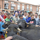 Vecinos y visitantes traspasan las talanqueras para acariciar a cuatro jóvenes búfalos que formaron parte del peculiar encierro.-R.G. Santiago