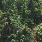 Imagen de la extensión del "bosque de marihuana" encontrado en Reino Unido.-KINGSTON POLICE