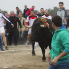 Rompesuelas, el Toro de la Vega del año pasado, en la celebración del Torneo.-ANTONIO HEREDIA