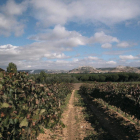 Imagen de archivo del viñedo de la DO Ribera               de Duero ubicado en el municipio de Peñafiel.-EL MUNDO