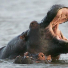 Dos hipopótamos nadando en el estuario de Santa Lucía, a unos 200 km al norte de la ciudad Durban, en Sudáfrica.-REUTERS / MIKE HUTCHINGS