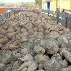 Una par de camiones aguardan turno a la entrada de la azucarera de La Bañeza para la recogida de remolacha.-ICAL