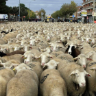 Arévalo acoge la Fiesta de la Mesta en la que 2.000 ovejas atraviesan la localidad desde el polígono industrial hacia la avenida Emilio Romero-Ical