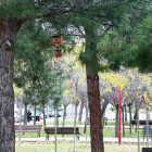 El Ayuntamiento de Valladolid instala 200 cajas nido para dar cobijo a las aves de Pajarillos.- ICAL