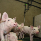 Sensores que controlan una granja de cerdos.-EL MUNDO