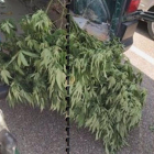 Plantas de marihuana robadas en Boecillo (Valladolid). - GUARDIA CIVIL