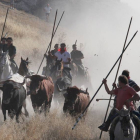 Los toros de la ganadería de El Sierro de Castraz (Salamanca), protagonizan el quinto y último encierro de Cuéllar (Segovia)-Ical