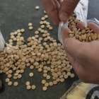 Pastillas de captagón, popular droga recreativa de Oriente Medio.-AFP / JOSEPH EID