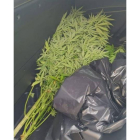 Imagen de las plantas de marihuana intervenidas - Policía Municipal