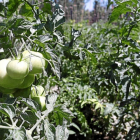 Cultivo de tomates ecológicos en Simancas (Valladolid)-Pablo Requejo