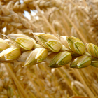 Una espiga de trigo en un campo de cereal. PQS / CCO