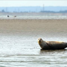 Focas en el tramo final del Támesis, cerca de Londres.-ZSL