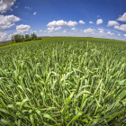 Campo de espelta en ecológico en la provincia de Soria.