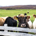 Dos vacas asoman sobre el vallado de una explotación en régimen extensivo