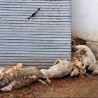 Investigado un ganadero de ovino de Renedo (Valladolid) por el abandono de los animales