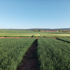 Campos de cereal en la localidad burgalesa de Lerma, en la comarca de Arlanza. UPA CYL