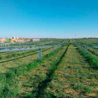 Plantación del proyecto fotovoltaico Erica