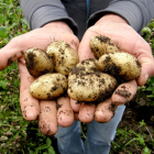 Un agricultor muestra patatas recién arrancadas de su cultivo. PQS / CCO