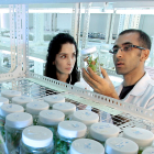 Dos investigadores realizan un experimento sobre productos vegetales en un laboratorio.