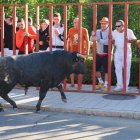 Toro del Alba de Tudela de Duero.