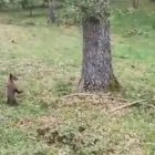 Osezno del CRAS Valladolid