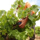 Un trabajador cosecha la uva en la denominación de origen Bierzo.