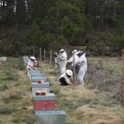 Un grupo de apicultores vallando un terreno para evitar ataques de osos.