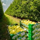 Manzanos de Nufri en su finca de La Rasa.