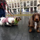 Unas personas pasean unos perros en la acera Recoletos de Valladolid.