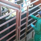 Vacunando en una explotación ganadera  de Salamanca.