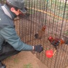 La Guardia Civil localiza un criadero ilegal de gallo combatiente español