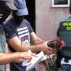 Gallos incautado durante una de las redadas de la Guardia Civil en Tordesillas por las peleas de gallo, en una imagen de archivo.
