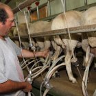 Son 149 las ganaderías de ovino para aptitud láctea que participan en el programa contra la galaxia