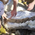 Restos de los dos colmillos de un mastodonte de la época terciaria