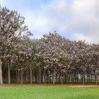 La paulownia es un árbol originario de China y su rendimiento maderable puede llegar a ser tres veces superior al chopo.