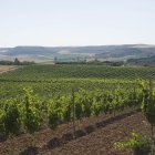 Viñedos de la Ribera del Duero en una imagen de archivo
