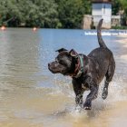 Bañistas disfrutan de la playa de Moreras en Valladolid.