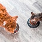 Tienda Online Superpet