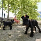 Parque canino de Parquesol en la calle Juan García Hortelano