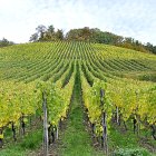 Viñedo en espaldera en una Denominación de Origen