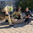 Rescatada una oveja que caminaba por la VA-20 y casi provoca un accidente en Valladolid.