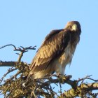 Fortius sobre una rama