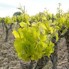 Cepa con brotes nuevos en un viñedo.