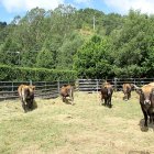 Hembras de la raza mantequera leonesa en las instalaciones del Censyra en la provincia de León.