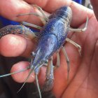 El cangrejo azul, que resultó ser un cangrejo rojo americano, en manos de su pescador.