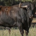 Saltavallas, Toro de la Vega 2025.