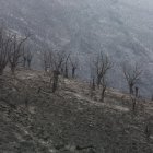 Efectos del incendio que ha afectado al municipio de Oencia (León).